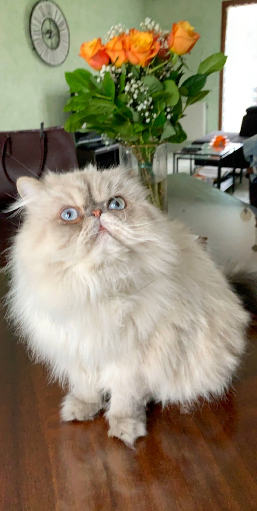Pablo a rejoint le concours — aidez-le/la à gagner de superbes lots ! asian, asian_semi_longhair, british_longhair, british_semi_longhair, carnivore, cat, domestic_long_haired_cat, eye, felidae, fur, himalayan, mammal, napoleon_cat, norwegian_forest_cat, persian, plant, ragamuffin, small_to_medium_sized_cats, vertebrate, whiskers