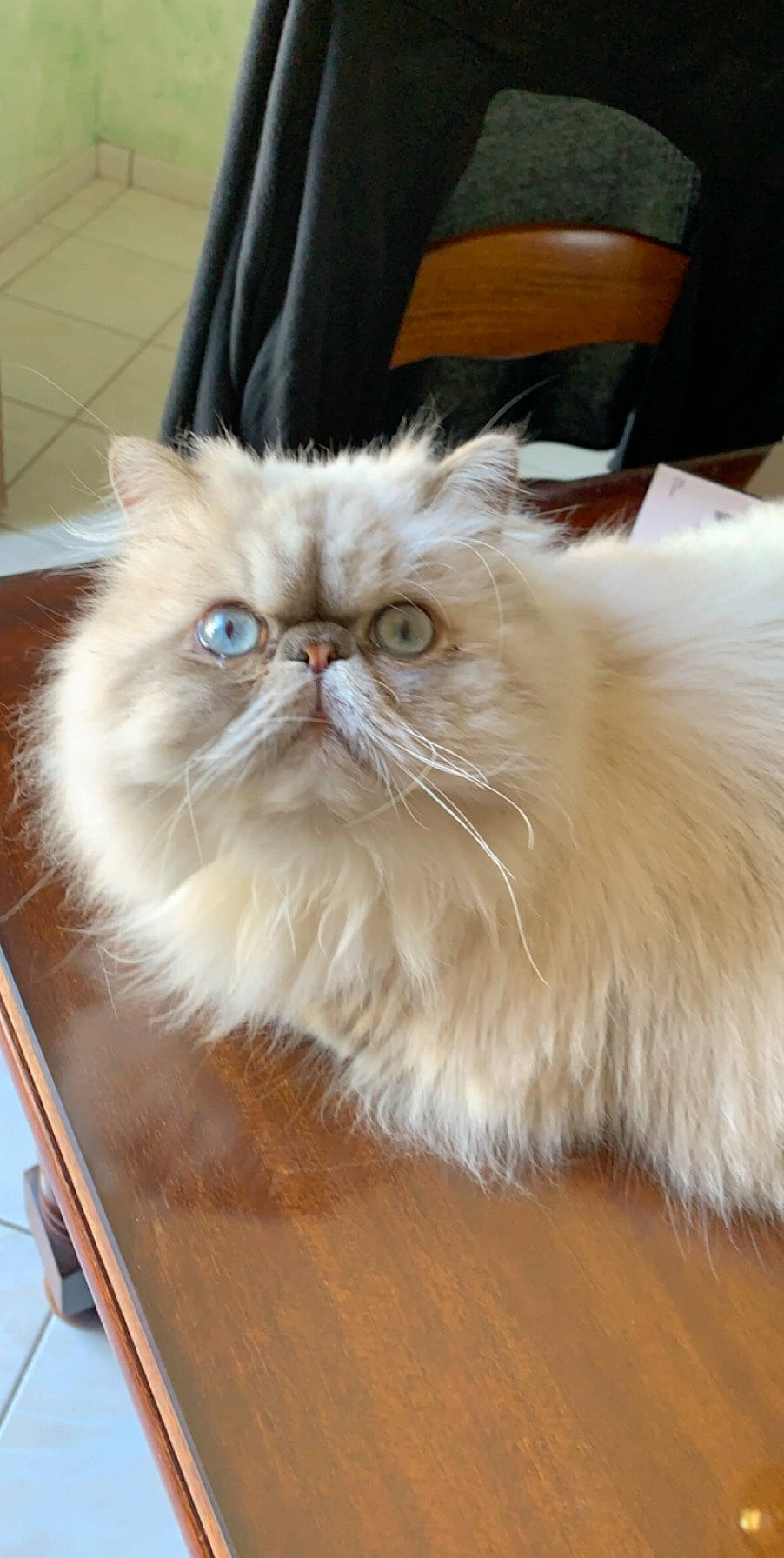 Pablo participe au concours pour gagner de l'argent avec cette photo : asian, asian_semi_longhair, british_longhair, british_semi_longhair, carnivore, cat, domestic_long_haired_cat, eye, fawn, felidae, fur, himalayan, iris, mammal, napoleon_cat, norwegian_forest_cat, persian, small_to_medium_sized_cats, vertebrate, whiskers