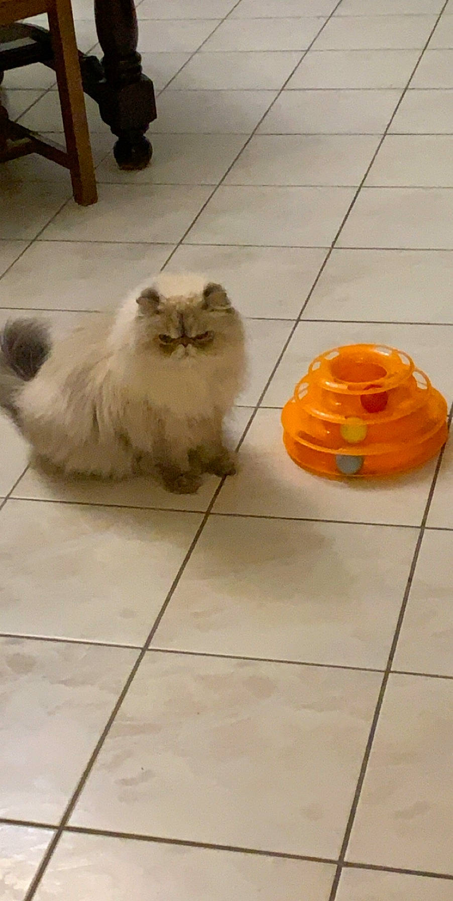 Pablo participe au concours pour gagner de l'argent avec cette photo : canidae, carnivore, cat, companion_dog, domestic_long_haired_cat, fawn, felidae, floor, flooring, himalayan, kitten, mammal, persian, pomeranian, small_to_medium_sized_cats, spitz, tail, tile, toy_dog, whiskers