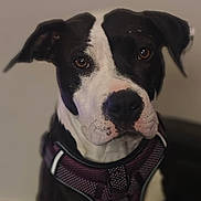 Dabs is registered to the contest to win money with this photo: dog, black_and_white, pet, canine, portrait, harness, indoor, close_up, animal, looking, ears, snout, fur, domestic_animal, mammal, companion, sitting, face, expression, background_blur