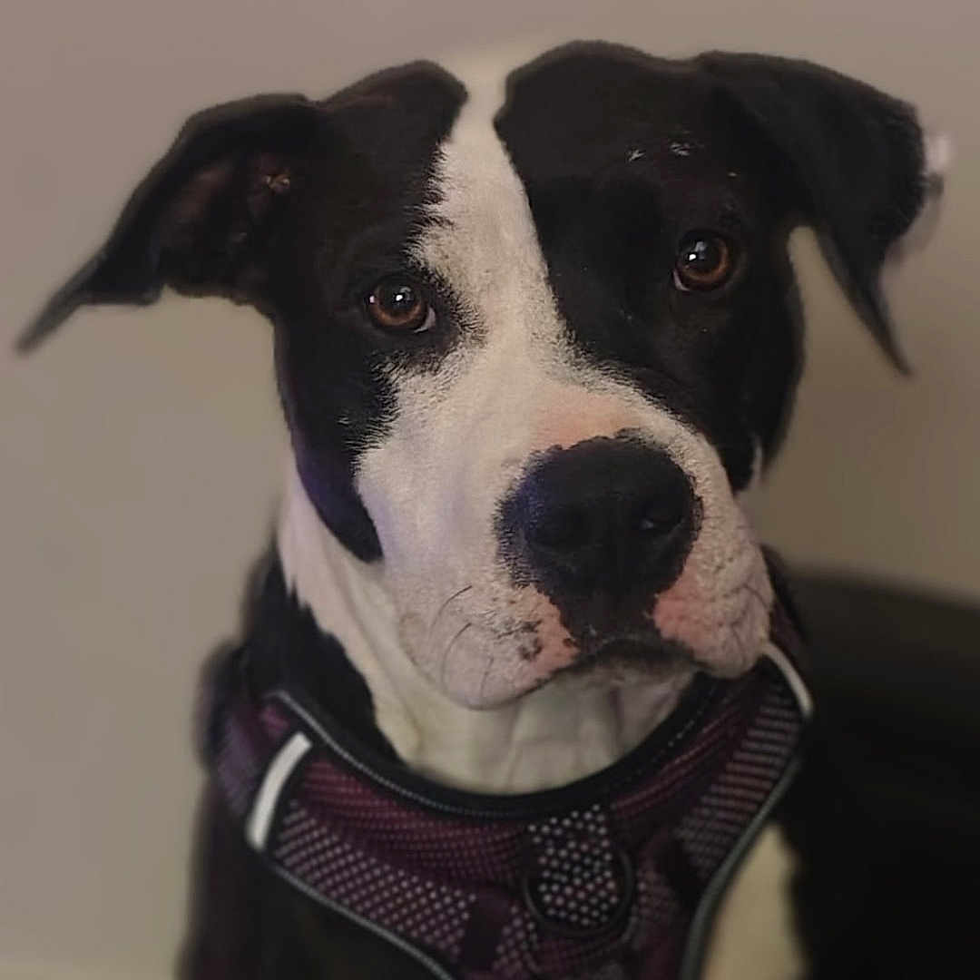 Dabs is registered to the contest to win money with this photo: animal, background_blur, black_and_white, canine, close_up, companion, dog, domestic_animal, ears, expression, face, fur, harness, indoor, looking, mammal, pet, portrait, sitting, snout