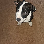 Dabs is registered to the contest to win money with this photo: animal, black_and_white, carpet, companion, cute, dog, domestic_animal, ears, flash_reflection, floor, fur, home, indoor, looking_up, paw, pet, puppy, snout, sock, tail