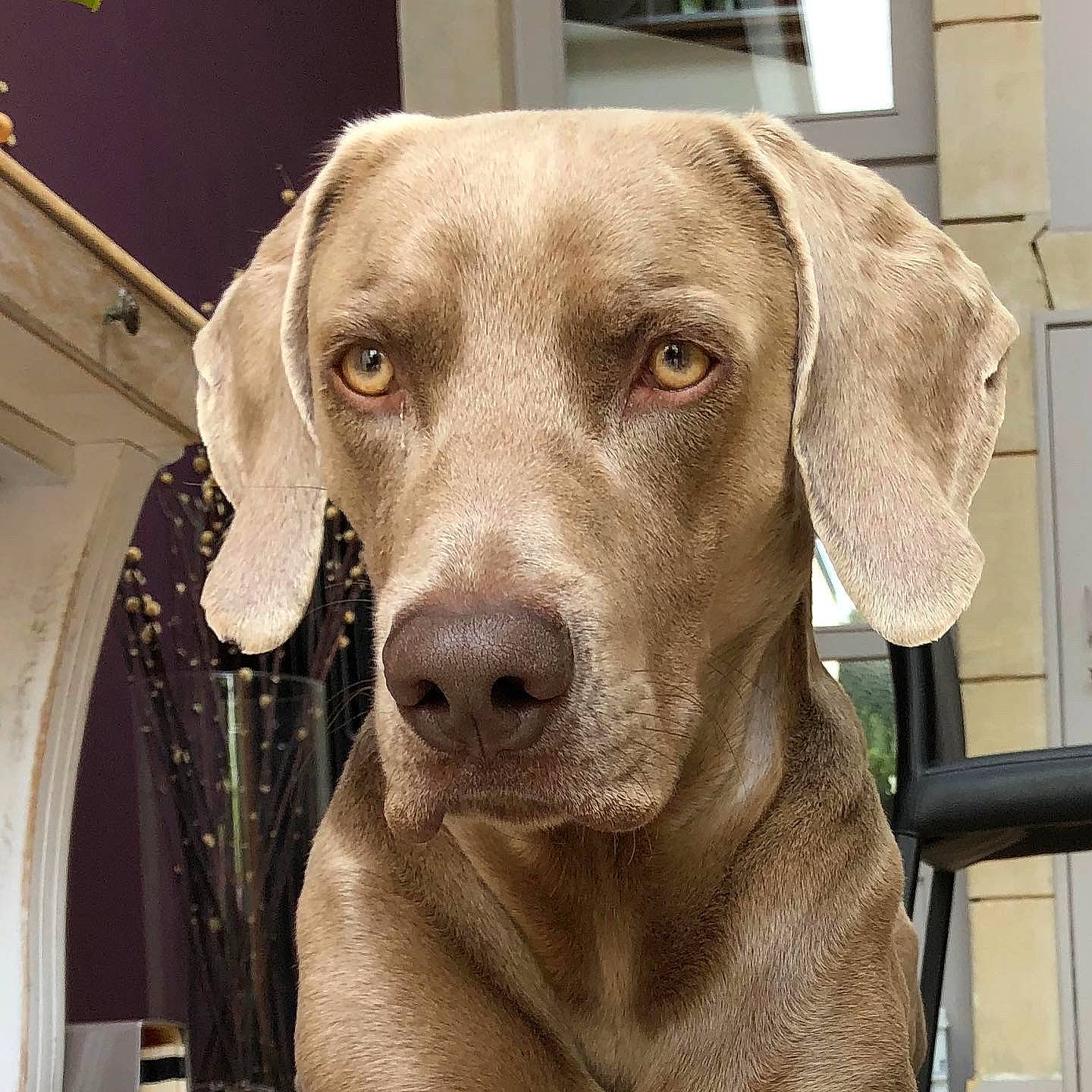 Pétrus a rejoint le concours — aidez-le/la à gagner de superbes lots ! canidae, carnivore, companion_dog, dog, dog_breed, dog_collar, eye, fawn, fur, gun_dog, hat, hunting_dog, liver, metal, plant, puppy, snout, sporting_group, whiskers, working_animal