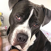 Tyson a rejoint le concours — aidez-le/la à gagner de superbes lots ! american_pit_bull_terrier, american_staffordshire_terrier, bandog, canidae, carnivore, dog, dog_breed, dog_collar, eye, head, mammal, molosser, non_sporting_group, nose, pit_bull, rare_breed_dog, snout, staffordshire_bull_terrier, vertebrate, whiskers