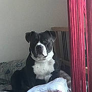 Tyson participe au concours pour gagner de l'argent avec cette photo : american_bulldog, american_pit_bull_terrier, american_staffordshire_terrier, boston_terrier, bulldog, carnivoran, dog, dog_breed, dog_breed_group, dog_like_mammal, non_sporting_group, olde_english_bulldogge, pit_bull, snout