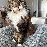 Rios joined the competition — help win amazing prizes! cat, tabby, fluffy, tongue_out, white_paws, white_chest, pet, indoor, blanket, furniture, refrigerator, home, cozy, cute, animal, whiskers, fur, domestic_cat, sitting, playful