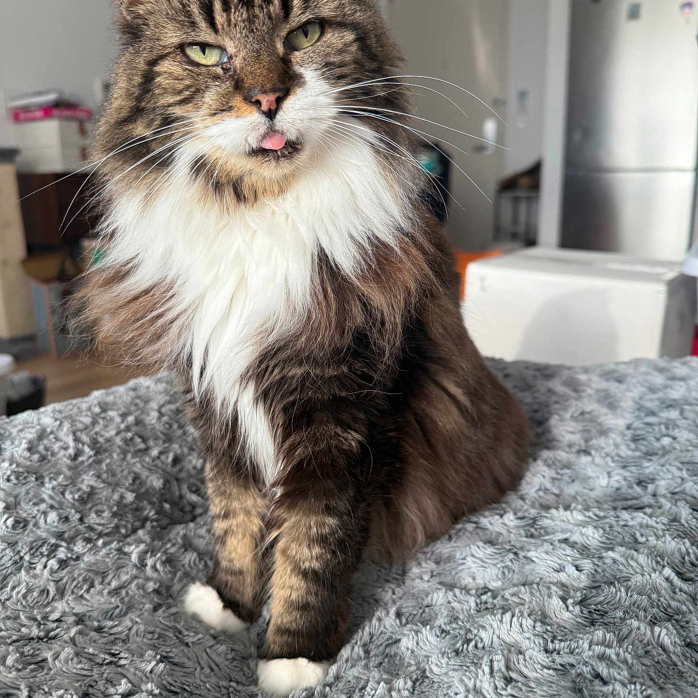 Rios joined the competition — help win amazing prizes! animal, blanket, cat, cozy, cute, domestic_cat, fluffy, fur, furniture, home, indoor, pet, playful, refrigerator, sitting, tabby, tongue_out, whiskers, white_chest, white_paws
