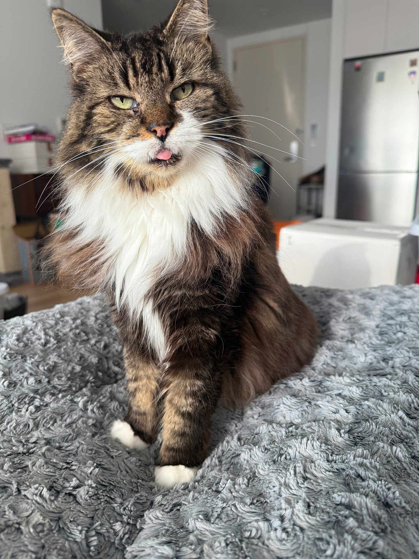 Rios joined the competition — help win amazing prizes! cat, tabby, fluffy, tongue_out, white_paws, white_chest, pet, indoor, blanket, furniture, refrigerator, home, cozy, cute, animal, whiskers, fur, domestic_cat, sitting, playful