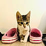 Lucky a rejoint le concours — aidez-le/la à gagner de superbes lots ! kitten, cat, pet, animal, floor, crocs, pink_crocs, footwear, indoor, curious, small, young, cute, tabby, white_wall, wooden_floor, domestic, feline, paws, ears