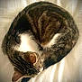 Lucky participe au concours pour gagner de l'argent avec cette photo : cat, tabby, sleeping, curled_up, fur, pet, animal, whiskers, ear, paw, resting, indoor, soft, white_background, cozy, cute, feline, domestic, peaceful, nap