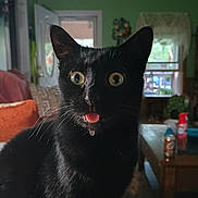 Dallas is registered to the contest to win money with this photo: animal, black_cat, cat, close_up, couch, curious, domestic_cat, dribble, furniture, green_wall, home, indoors, living_room, natural_light, pet, table, tongue_out, whiskers, wide_eyes, window