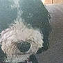 dog, curly_fur, pavement, outdoor, animal, pet, blur, low_quality, fur, canine, walking, sidewalk, daylight, mammal, street, furry, noise, background, shadow, nature