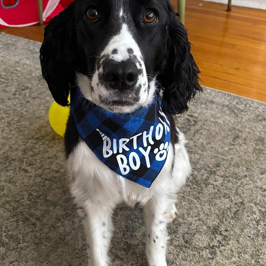 Oliver joined the competition — help win amazing prizes! animal, balloon, birthday_boy_bandana, birthday_hat, black_and_white, canine, carpet, celebration, closeup, cute, dog, floor, fur, headwear, indoor, looking_at_camera, party, pet, plaid, sitting