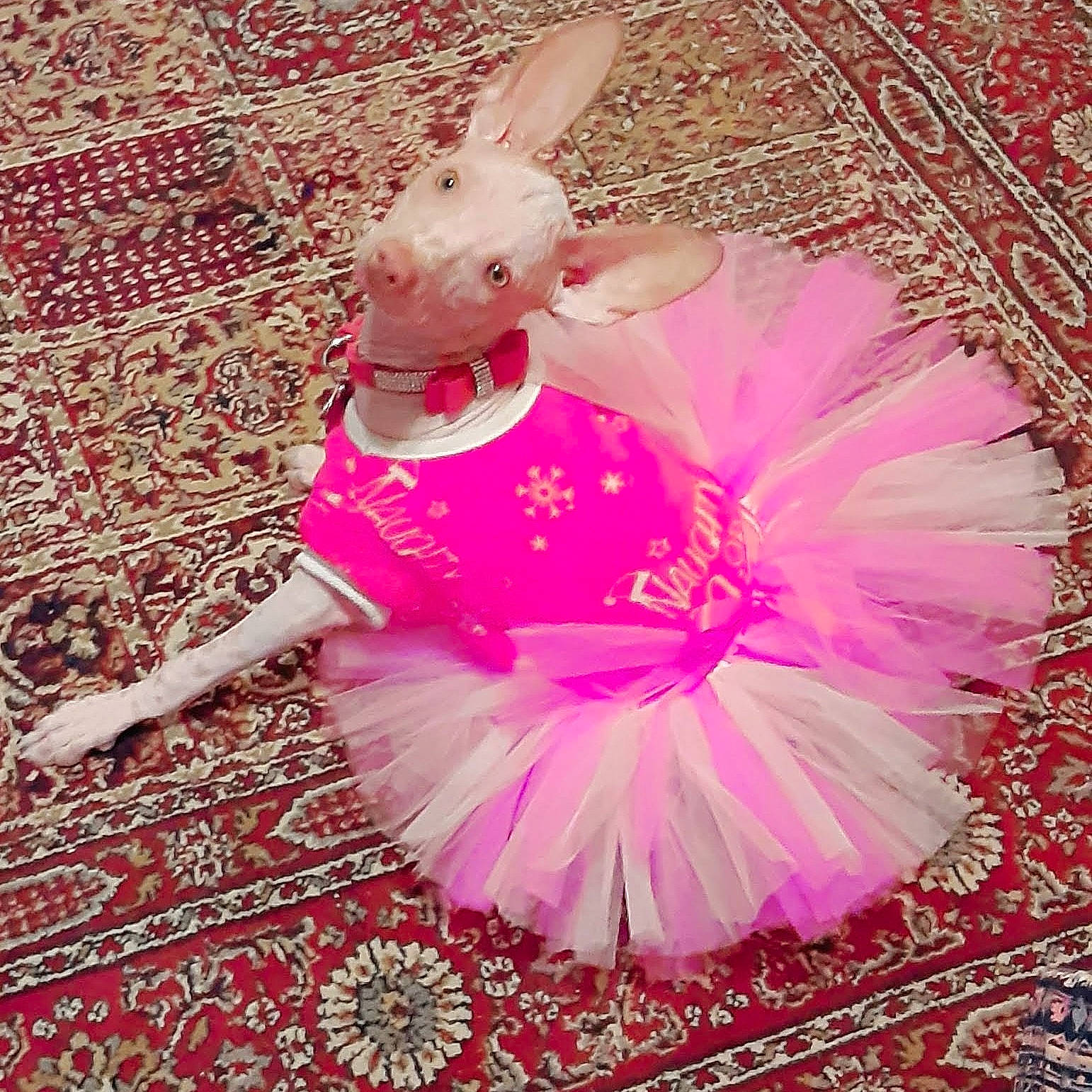 Lady Farrah Von Nyittengale