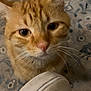 cat, orange_tabby, whiskers, shoe, curious, indoor, carpet, patterned_rug, pet, closeup, feline, domestic_cat, floor, animal, mammal, nose, ears, fur, portrait, household