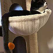 Sylvester joined the competition — help win amazing prizes! cat, black_and_white_cat, cat_hammock, scratching_post, tail, pom_pom, indoor, relaxed, sleeping_cat, wooden_cat_house, pet, feline, cozy, animal, fur, resting, home, cute, pet_accessory, playful