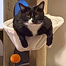 Sylvester is registered to the contest to win money with this photo: cat, black_and_white, tuxedo_cat, cat_tree, hammock, orange_toy, pom_pom, indoor, pet, feline, whiskers, relaxed, curious, fur, claws, ears, wood, scratching_post, home, cozy