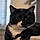 Sylvester