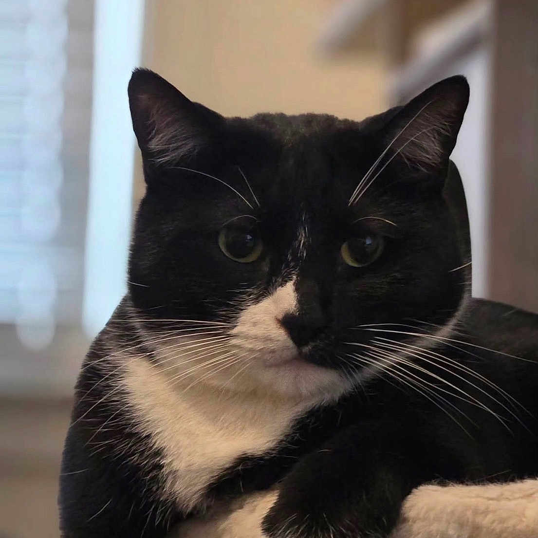 Sylvester