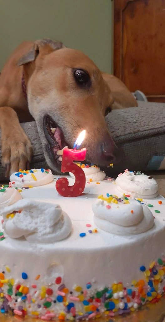 Blazer joined the competition — help win amazing prizes! baked_goods, birthday, buttercream, cake, cake_decorating, canidae, carnivore, cuisine, dessert, dog, dog_breed, fawn, food, greyhound, icing, italian_greyhound