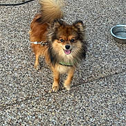Honey is registered to the contest to win money with this photo: dog, small_dog, fluffy, brown_fur, happy, tongue_out, outdoor, pebble_ground, water_bowl, leash, pet, canine, animal, cute, fur, tail, ears, standing, collar, smiling