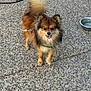 dog, small_dog, fluffy, brown_fur, happy, tongue_out, outdoor, pebble_ground, water_bowl, leash, pet, canine, animal, cute, fur, tail, ears, standing, collar, smiling