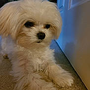 Darla is registered to the contest to win money with this photo: puppy, dog, white_fur, carpet, indoor, pet, cute, fluffy, small_dog, animal, canine, door, floor, close_up, young_dog, domestic_animal, fur, companion, resting, portrait