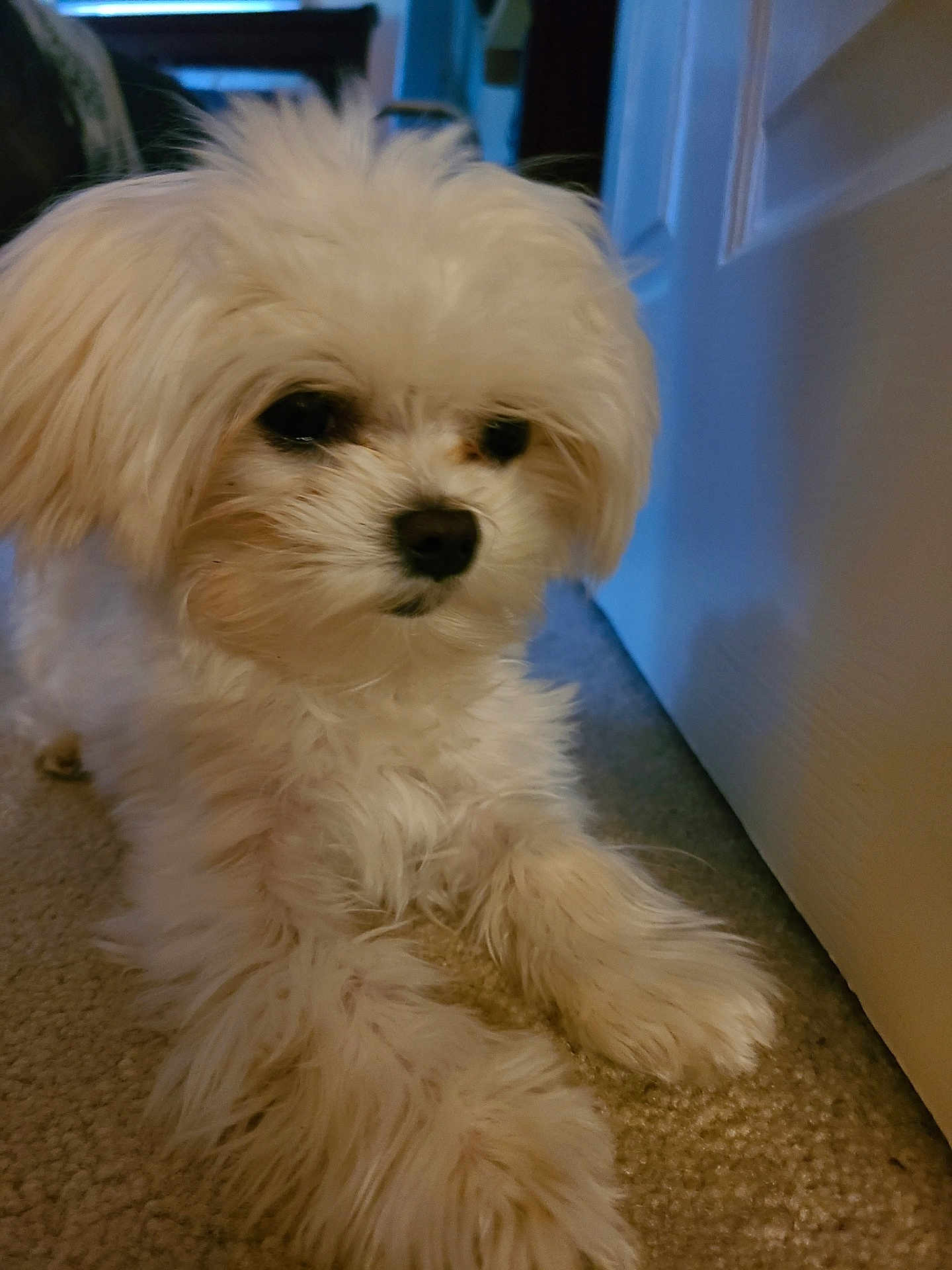 Darla is registered to the contest to win money with this photo: puppy, dog, white_fur, carpet, indoor, pet, cute, fluffy, small_dog, animal, canine, door, floor, close_up, young_dog, domestic_animal, fur, companion, resting, portrait