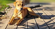 Darwin participe au concours pour gagner de l'argent avec cette photo : dog, outdoor, sunlight, wooden_deck, relaxed, brown_coat, pet, animal, nature, shadows, daylight, canine, resting, fur, summer, vertebrate, domestic_animal, mammal, quiet, peaceful