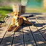 animal, brown_coat, canine, daylight, dog, domestic_animal, fur, mammal, nature, outdoor, peaceful, pet, quiet, relaxed, resting, shadows, summer, sunlight, vertebrate, wooden_deck