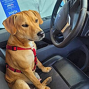 Darwin a rejoint le concours — aidez-le/la à gagner de superbes lots ! dog, car_interior, steering_wheel, red_harness, seat, window, poster, black_and_white, smiling_people, pet, canine, leather_seat, seatbelt_buckle, fur, paw, sitting, side_view, vehicle, indoor, casual