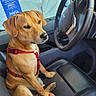 black_and_white, canine, car_interior, casual, dog, fur, indoor, leather_seat, paw, pet, poster, red_harness, seat, seatbelt_buckle, side_view, sitting, smiling_people, steering_wheel, vehicle, window