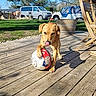 Darwin a rejoint le concours — aidez-le/la à gagner de superbes lots ! dog, soccer_ball, wooden_deck, outdoor, sunny_day, grass, trees, blue_sky, vehicle, parked_car, shadow, playful, pet, animal, tongue_out, paw, fence, chair, plant_pot, yard