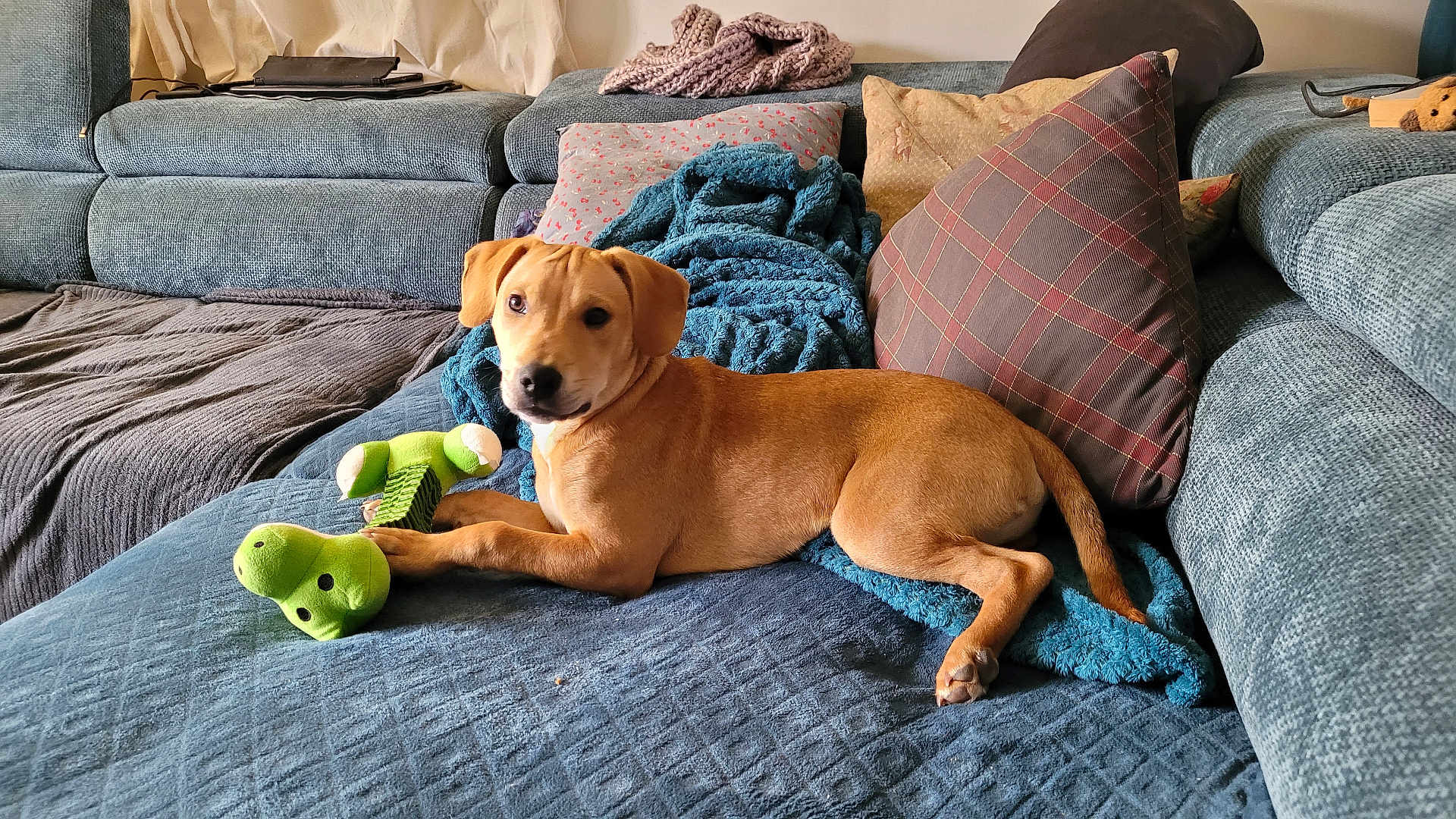 Darwin a rejoint le concours — aidez-le/la à gagner de superbes lots ! dog, tan_dog, plush_toy, green_toy, couch, pillows, blankets, blue_blanket, brown_pillow, plaid_pillow, indoor, pet, relaxed, laying_down, cozy, living_room, fur, animal, cute, domestic_animal