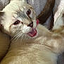 Tillie is registered to the contest to win money with this photo: cat, licking, close_up, fluffy, light_colored, tail, whiskers, blanket, pet, animal, feline, cute, cozy, soft, indoor, fur, mouth_open, playful, relaxed, tongue