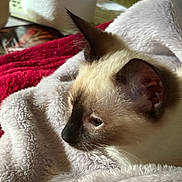 Tillie is registered to the contest to win money with this photo: cat, siamese_cat, pet, animal, fur, ear, whiskers, blanket, soft, cozy, resting, indoor, close_up, sleepy, cute, feline, mammal, comfort, relaxation, profile