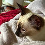 animal, blanket, cat, close_up, comfort, cozy, cute, ear, feline, fur, indoor, mammal, pet, profile, relaxation, resting, siamese_cat, sleepy, soft, whiskers