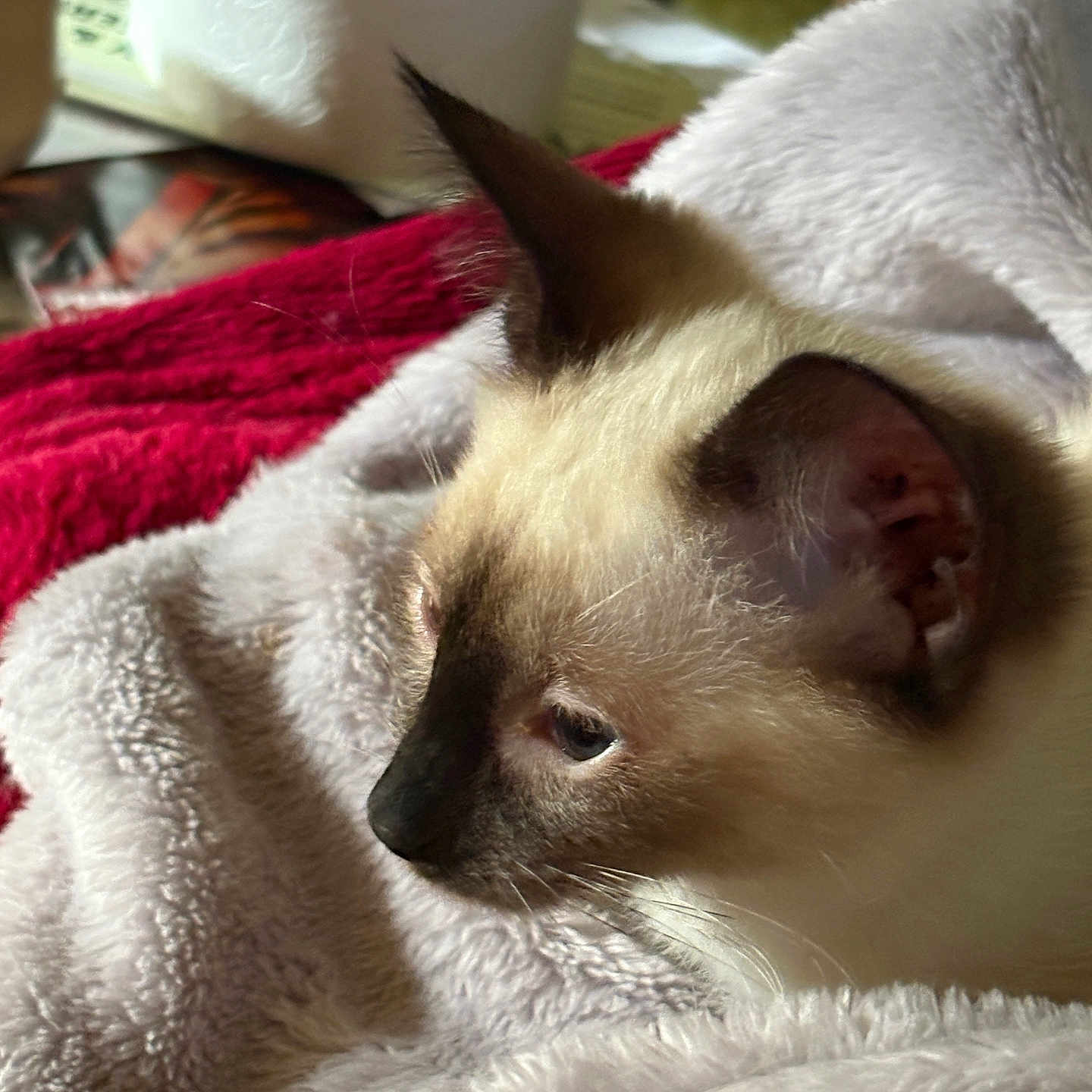 Tillie is registered to the contest to win money with this photo: animal, blanket, cat, close_up, comfort, cozy, cute, ear, feline, fur, indoor, mammal, pet, profile, relaxation, resting, siamese_cat, sleepy, soft, whiskers