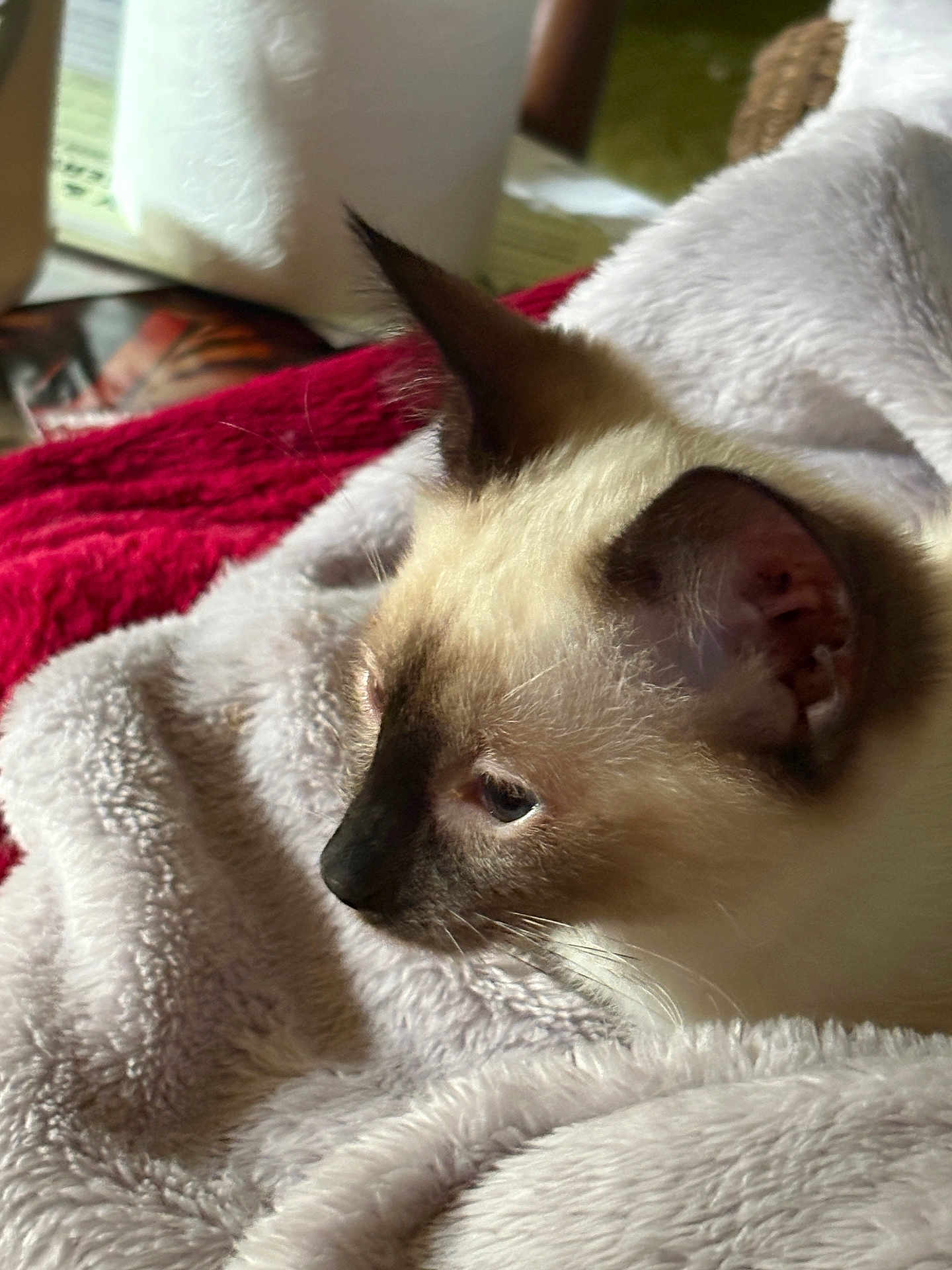 Tillie is registered to the contest to win money with this photo: cat, siamese_cat, pet, animal, fur, ear, whiskers, blanket, soft, cozy, resting, indoor, close_up, sleepy, cute, feline, mammal, comfort, relaxation, profile