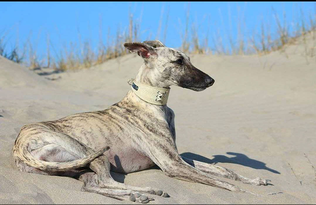 Missy a rejoint le concours — aidez-le/la à gagner de superbes lots ! africanis, american_staghound, azawakh, canidae, carnivore, chippiparai, dog, dog_breed, galgo_espanol, greyhound, hortaya_borzaya, magyar_agar, mammal, mudhol_hound, polish_greyhound, rampur_greyhound, sighthound, sloughi, vertebrate, whippet