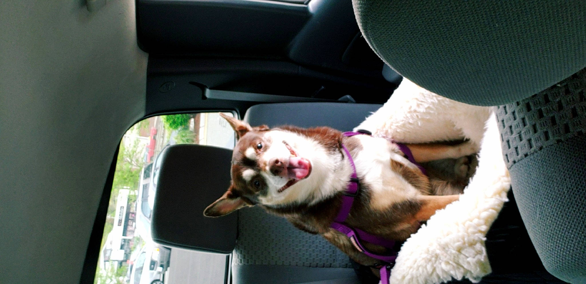 Jace is registered to the contest to win money with this photo: automotive_exterior, automotive_lighting, automotive_mirror, car, carnivore, collar, companion_dog, dog, dog_breed, dog_collar, fawn, jaw, light, mammal, motor_vehicle, snapshot, snout, vehicle, vehicle_door, vertebrate