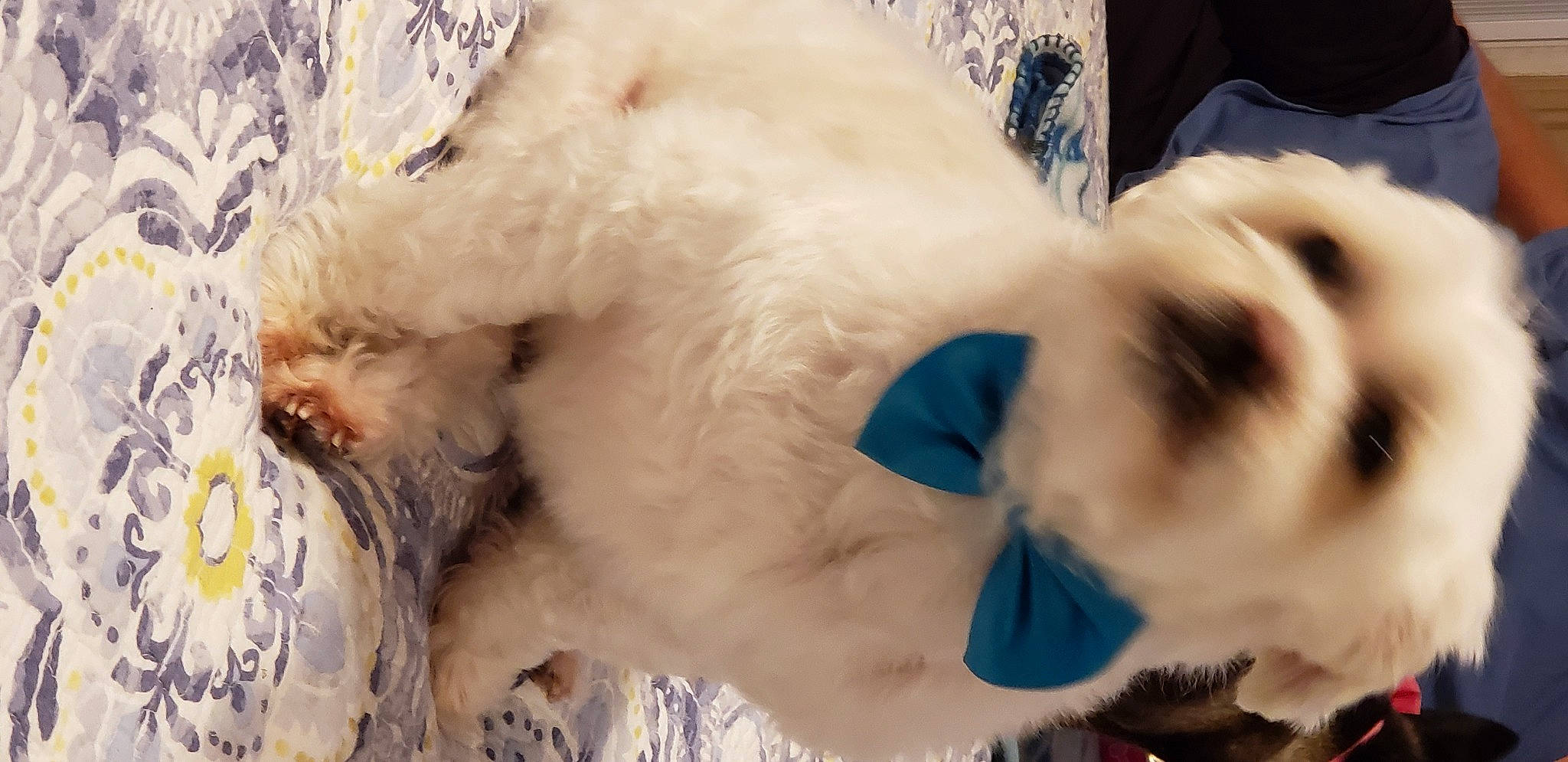 Sam is registered to the contest to win money with this photo: bear, canidae, carnivore, companion_dog, dog_breed, event, fawn, felidae, fur, mammal, paw, plush, polar_bear, sporting_group, stuffed_toy, terrestrial_animal, toy, whiskers, wildlife, working_animal