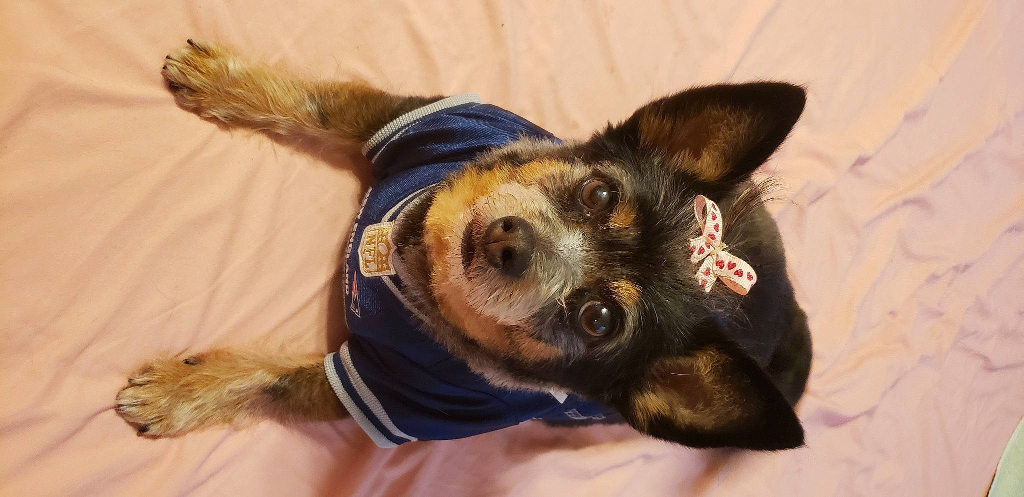 Lulu is registered to the contest to win money with this photo: carnivore, collar, companion_dog, dog, dog_breed, dog_clothes, dog_collar, dog_supply, ear, eye, fawn, fur, german_shepherd_dog, hat, paw, snout, sunglasses, toy_dog, whiskers, working_animal