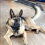 dog, german_shepherd, lying_down, tail_wagging, indoor, wooden_floor, broom, yellow_bucket, blue_container, object_in_mouth, pet, animal, canine, ears_up, collar, playful, attention, fur, domestic, messy_background