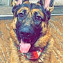 Loki joined the competition — help win amazing prizes! dog, german_shepherd, pet, indoors, floor, wooden_floor, door, bandana, tongue_out, ears, fur, portrait, animal, canine, looking_at_camera, happy, sitting, closeup, domestic_animal, companion