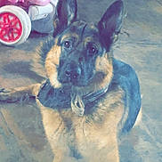 Loki joined the competition — help win amazing prizes! dog, german_shepherd, small_dog, indoor, floor, toy_vehicle, pet, animal, ears, fur, looking, playful, cute, domestic, companion, canine, friend, background, flooring, collar