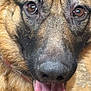 Loki is registered to the contest to win money with this photo: dog, german_shepherd, close_up, tongue_out, brown_eyes, fur, pet, canine, animal, face, happy, domestic_animal, muzzle, expression, portrait, friendly, indoors, nose, whiskers, cute