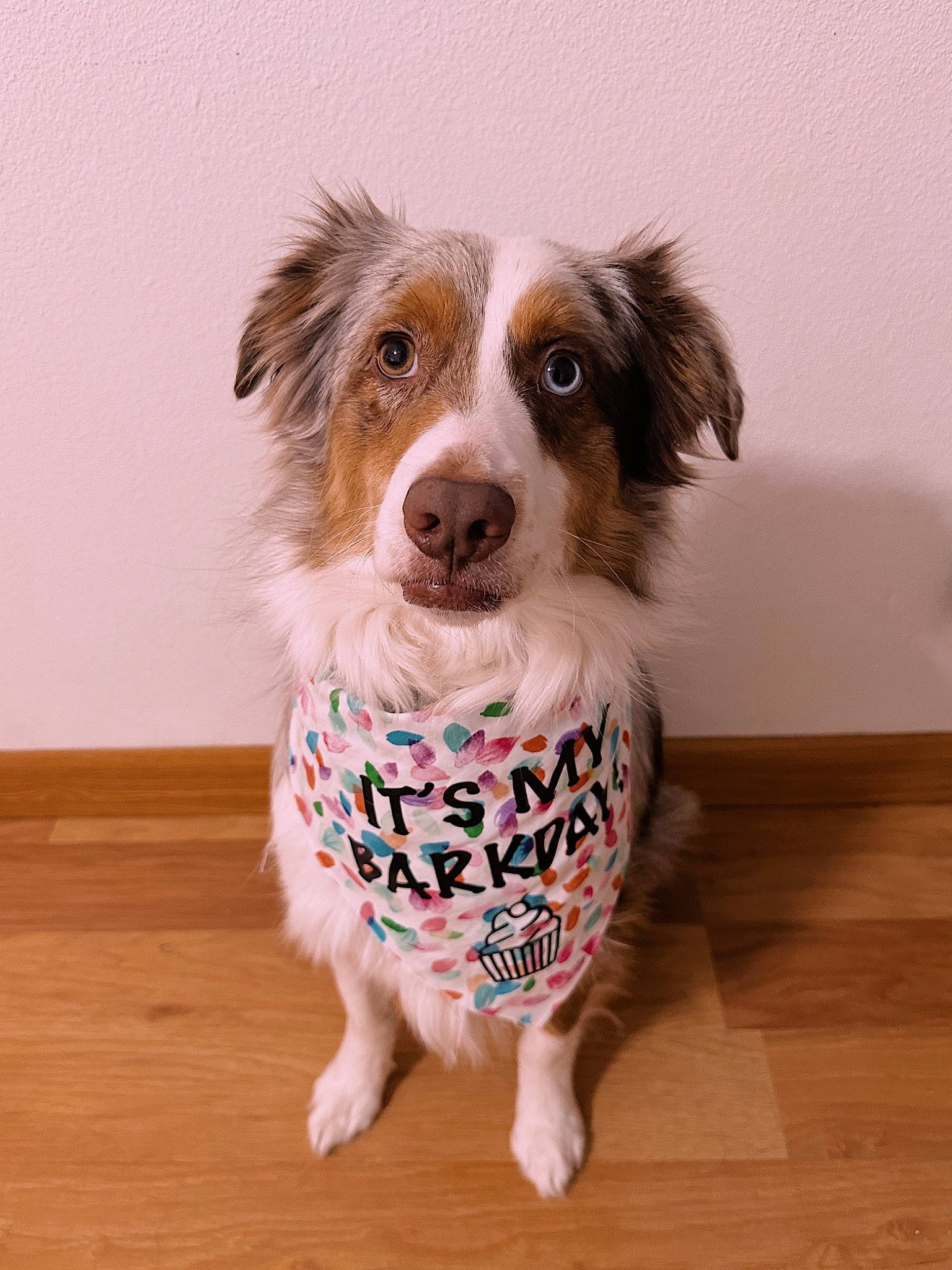 Remington joined the competition — help win amazing prizes! canidae, carnivore, companion_dog, dog, dog_breed, dog_clothes, fawn, flooring, fur, hardwood, laminate_flooring, liver, pattern, snout, sporting_group, varnish, whiskers, wood, wood_flooring, working_animal