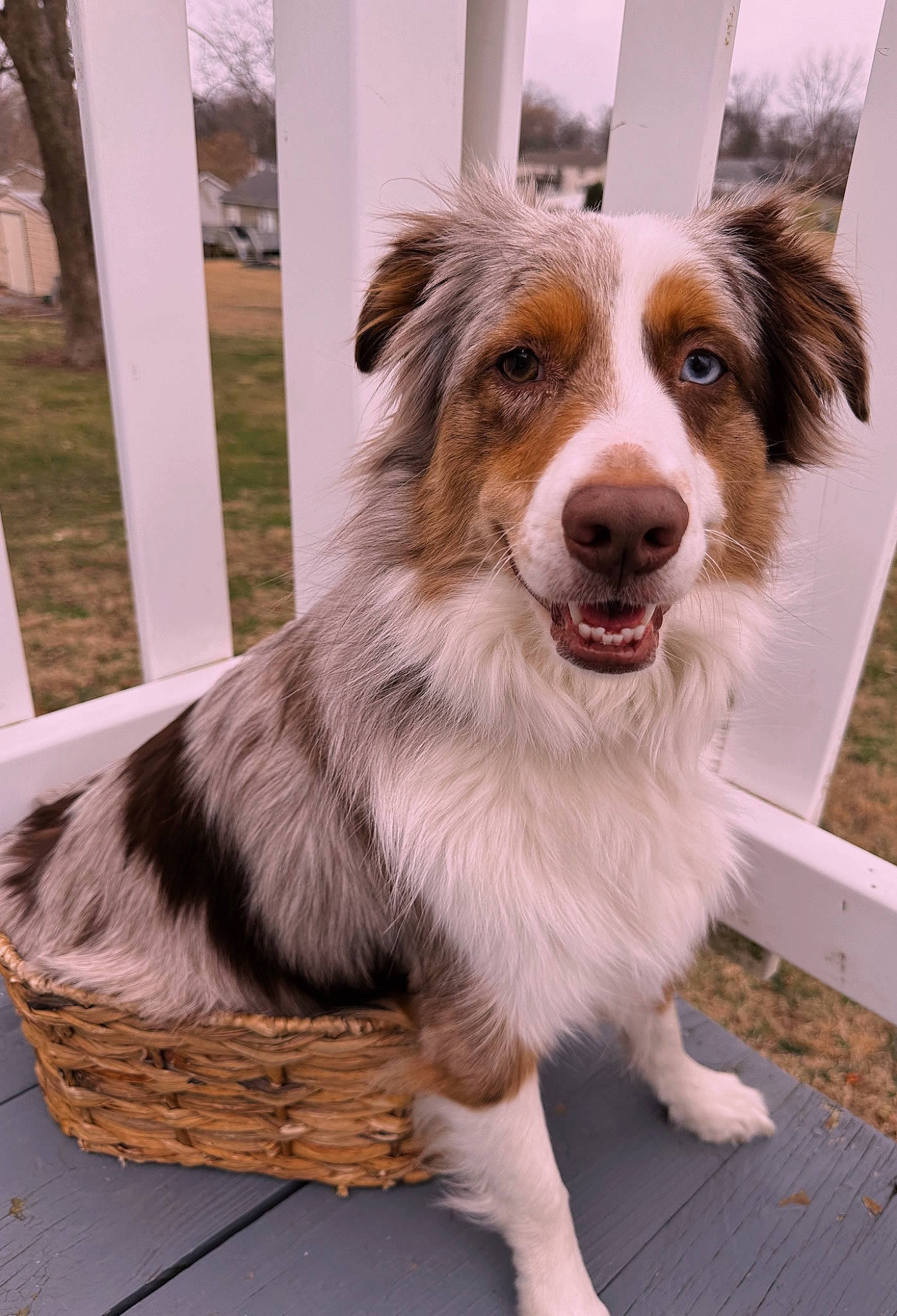 Remington is registered to the contest to win money with this photo: australian_collie, australian_shepherd, border_collie, canidae, carnivore, companion_dog, dog, dog_breed, flooring, fur, herding_dog, miniature_australian_shepherd, plant, smile, snout, sporting_group, terrestrial_animal, whiskers, wood, working_dog