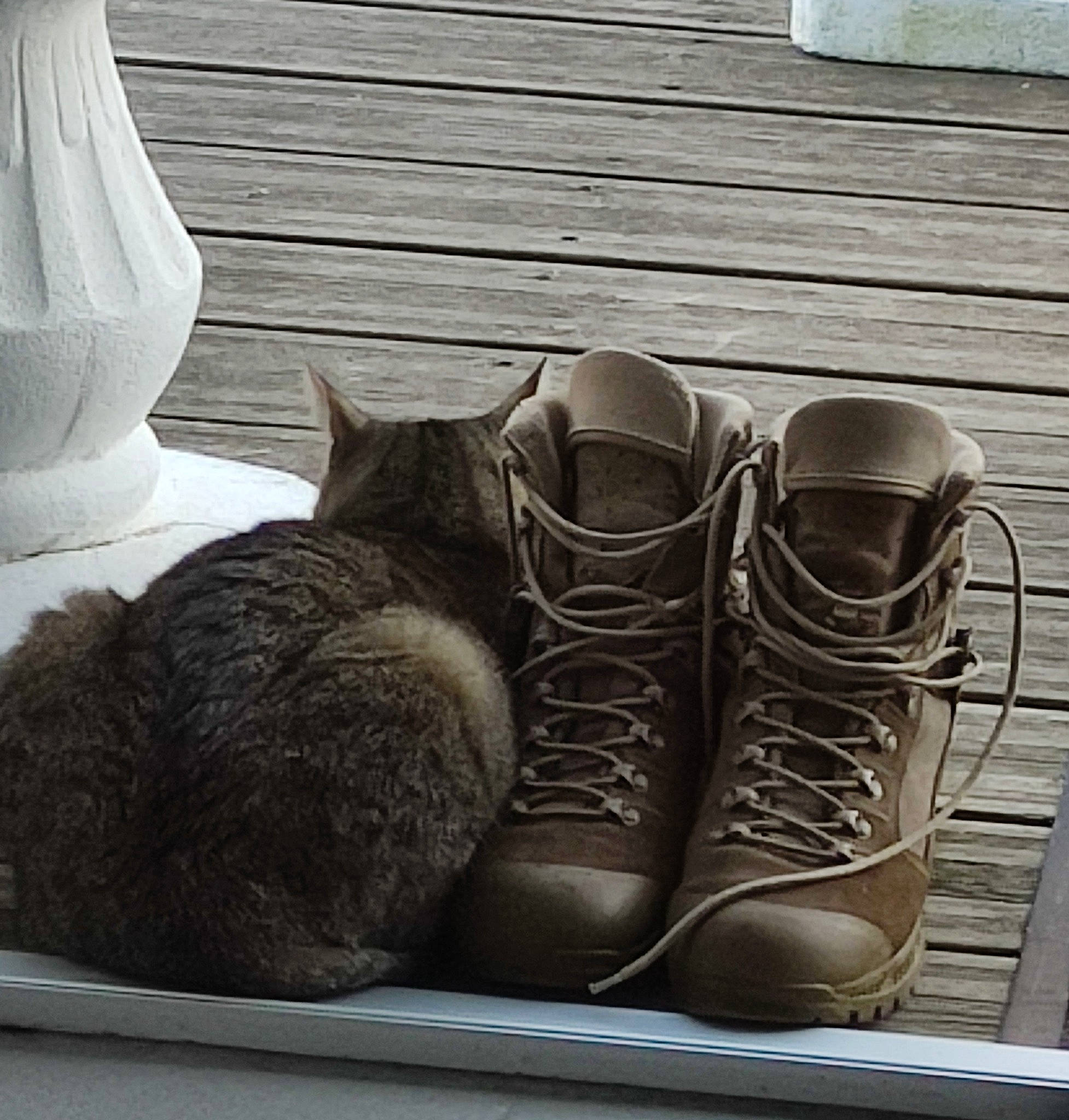 Tokyo participe au concours pour gagner de l'argent avec cette photo : boot, carnivore, cat, comfort, domestic_short_haired_cat, felidae, flooring, fur, grey, hardwood, human_leg, metal, motorcycle_boot, small_to_medium_sized_cats, tail, vertebrate, whiskers, white, window, wood
